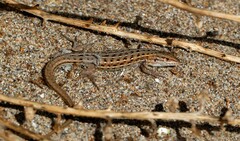 Psammodromus edwarsianus