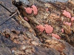 Arcyria ferruginea