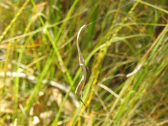 Phonognatha graeffei