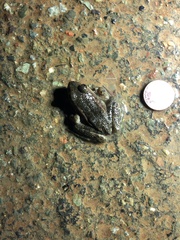 Rana draytonii