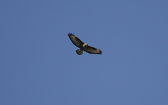 Buteo buteo buteo