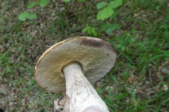 Leccinellum pseudoscabrum