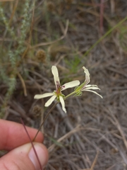 Pelargonium fergusoniae