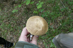 Leccinellum pseudoscabrum