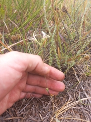Pelargonium fergusoniae