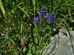 Veronica allionii