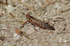 Schistocerca piceifrons