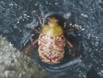 Calotheca thunbergi