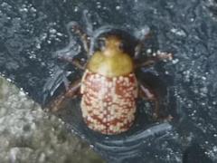 Calotheca
