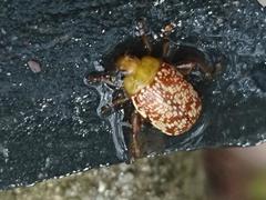Calotheca