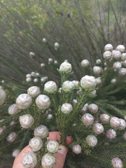 Leucadendron linifolium