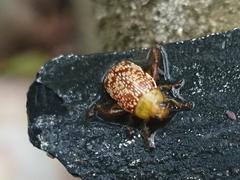 Calotheca