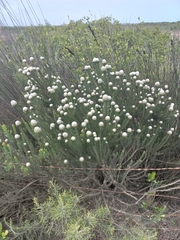 Leucadendron linifolium