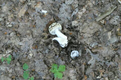 Amanita franchetii