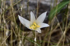Zephyranthes mesochloa