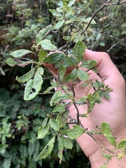 Rhododendron pilosum