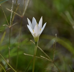 Zephyranthes mesochloa