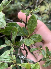 Rhododendron pilosum