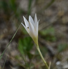 Zephyranthes mesochloa