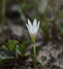 Zephyranthes mesochloa
