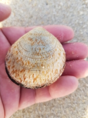 Glycymeris glycymeris