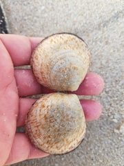 Glycymeris glycymeris