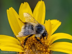 Bombus sitkensis