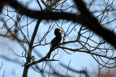 Bycanistes bucinator