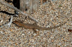 Psammodromus edwarsianus