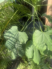 Cnidoscolus aconitifolius