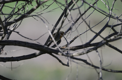 Erithacus rubecula rubecula