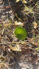 Hydrocotyle bonariensis