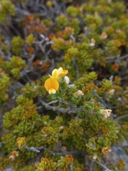 Aspalathus marginata