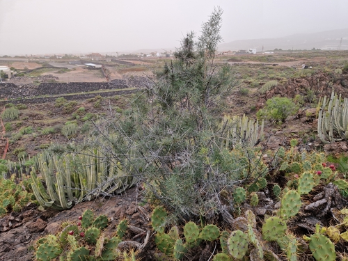 Asparagus arborescens (Asparagus arborescens)