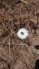 Blepharipappus scaber