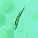 Thalassoma lucasanum