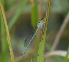 Pseudagrion australasiae