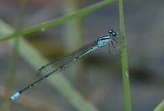 Pseudagrion australasiae