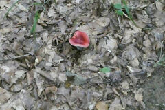 Russula atropurpurea