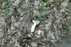 Russula atropurpurea