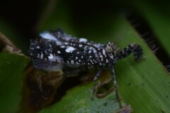 Elasmoscelis perforata