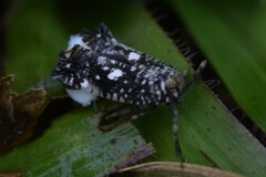 Elasmoscelis perforata