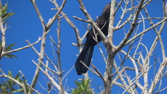 Crotophaga ani