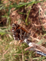 Aricoris campestris