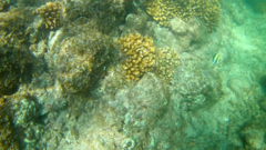 Thalassoma lucasanum