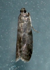 Oreana unicolorella