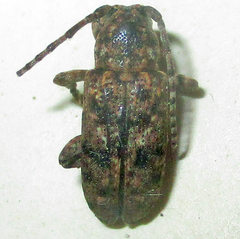 Apomecynini
