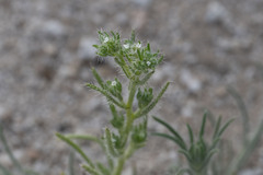 Cryptantha maritima maritima
