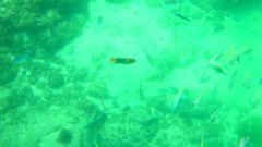 Thalassoma lucasanum