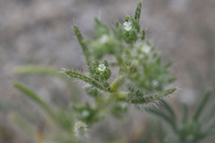 Cryptantha maritima maritima